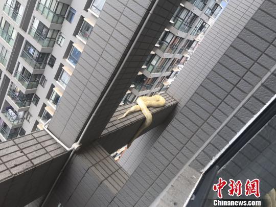 图为昆明一小区高层现黄金蟒。