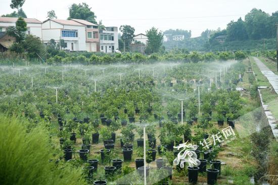 大批适合本地种植柑橘幼苗正在培育中。