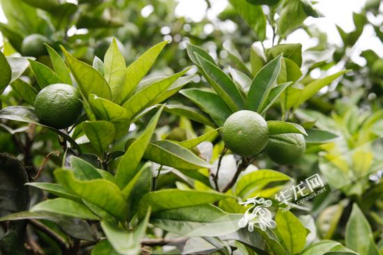 重庆忠县打造柑橘产业循环链引领绿色发展