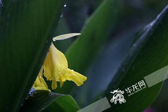 清晨阵雨打酱油,花朵上挂满雨珠。记者 李裕锟 摄
