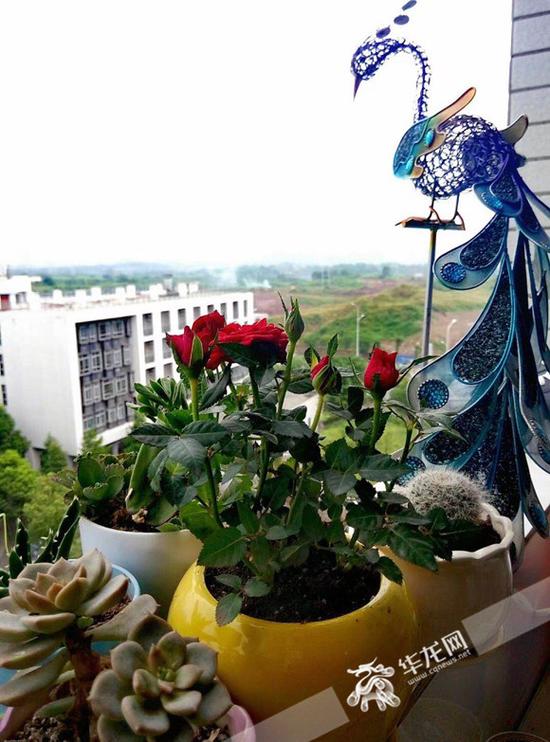 阳台上的绿植 受访者供图
