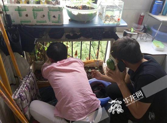 陈操超在摘成熟的黄瓜 受访者供图