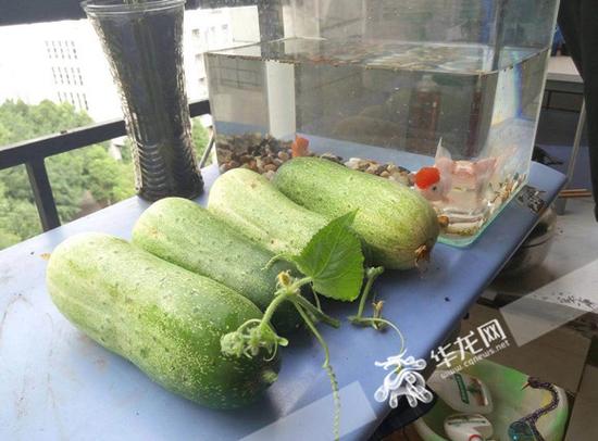 收获的黄瓜 受访者供图
