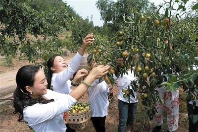 峻圆枣林内,大家正在采摘成熟挂满枝头的冬枣。 见习记者 杨辛玥 摄