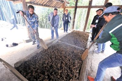 黄连种植户正在用传统方法烤制黄连。 本报记者 甘侠义 摄