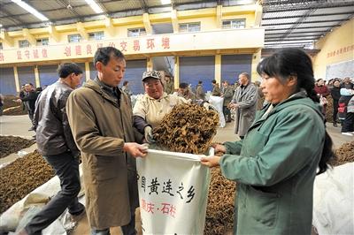 石柱县黄水镇,黄连交易热火朝天。