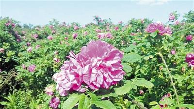 玫瑰园里的大马士革玫瑰。