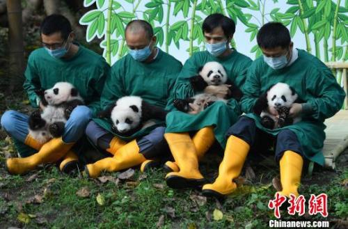 图为双双、重重、喜喜、庆庆熊猫“四宝”亮相。 陈超 摄