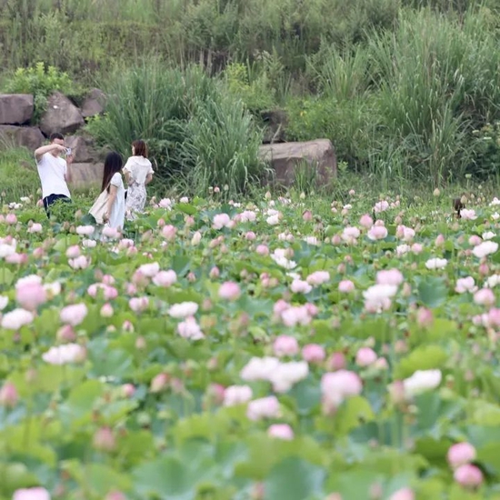 夏至赏荷 朱云卿 摄