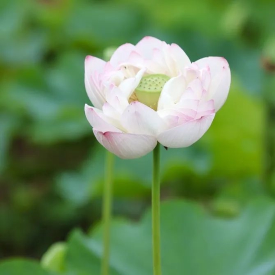 夏至赏荷 朱云卿 摄