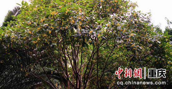桂子香殿