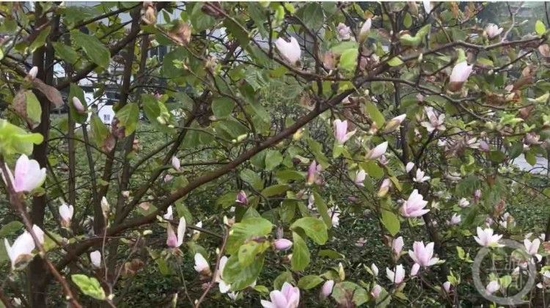 紫玉兰