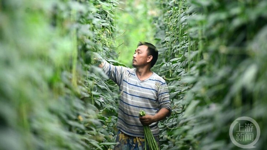 “江上菜篮子”巴南莲花中坝岛上蔬菜满园