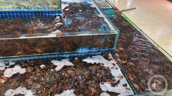 ▲南岸区某水产批发市场中的小龙虾