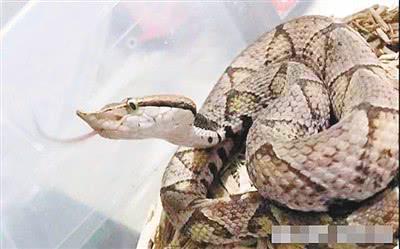 男子遭五步蛇咬险丧命 已花费七万还要截肢