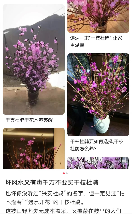 网上提醒不要购买干枝杜鹃(网友图)