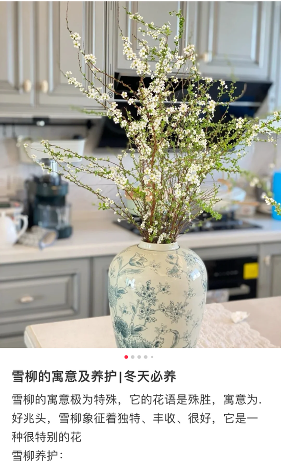 网上关于干枝雪柳的养护知识(网友图)