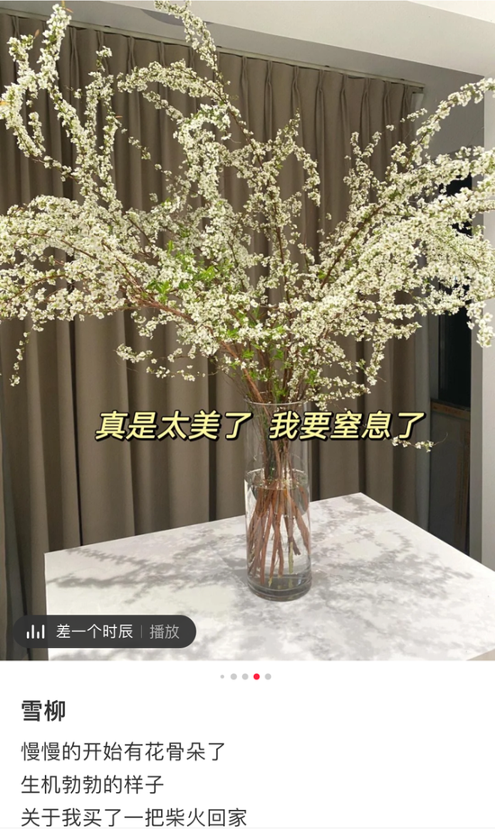 干枝雪柳的开花效果(网友图)