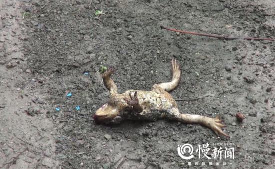蛇口夺蛙