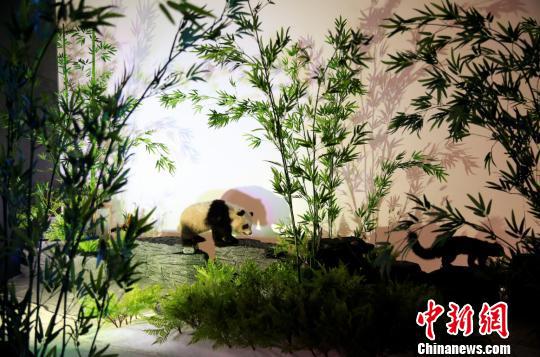 图为本次展览展出的熊猫标本。 秦廷富 摄