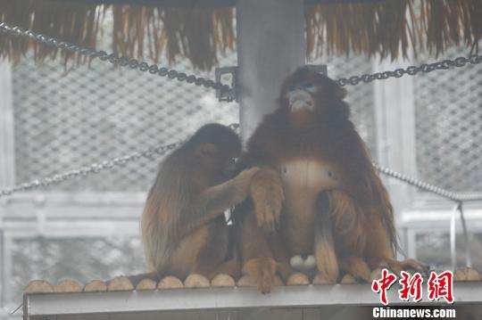 图为玉玉正在给成成梳理毛发。 韩璐 摄