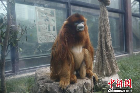 图为重庆动物园的川金丝猴诚诚。 韩璐 摄