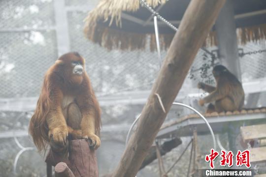 图为重庆动物园的川金丝猴诚诚和玉玉。 韩璐 摄