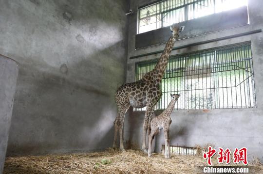 图为9号长颈鹿和它刚出生的鹿宝宝。 王成杰 摄