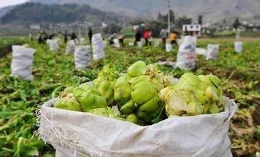 涪陵榨菜。图片来源于网络