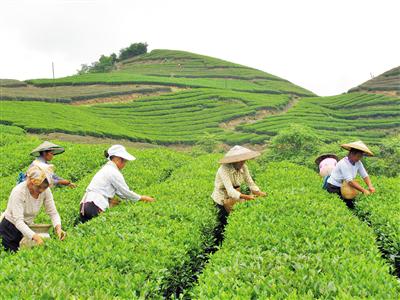 采茶
