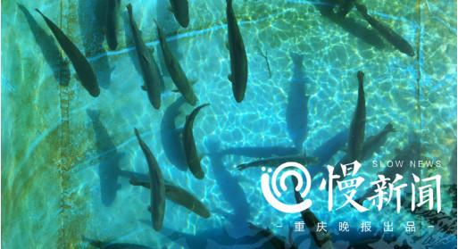 重庆主城有个地下都江堰 比渝中区大两倍(转载