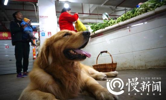 在菜市场等待主人