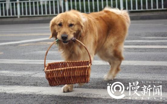 过斑马线,遵守交规不闯红灯