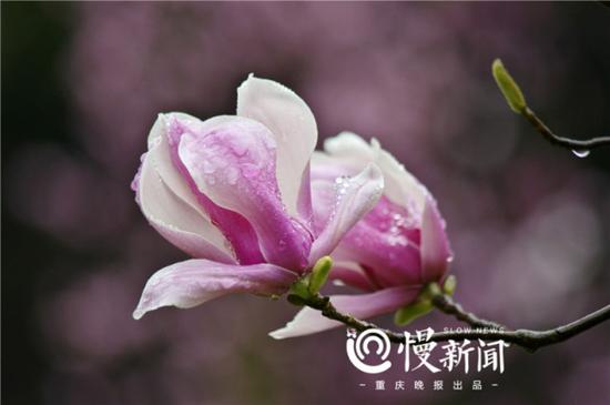 玉兰花