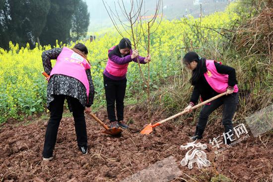 妇女植树。市妇联供图