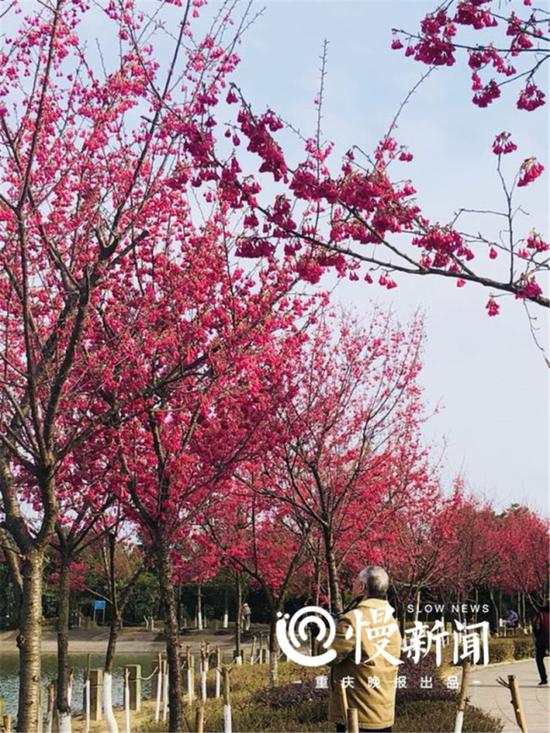 四川美术学院虎溪校区:油菜花