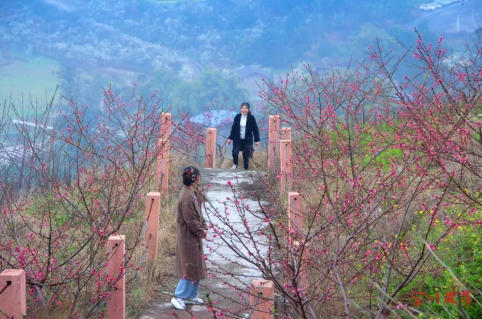 ▲阳春三月,肖家桃李芬芳