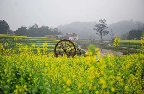 金色黄庄油菜花文化节