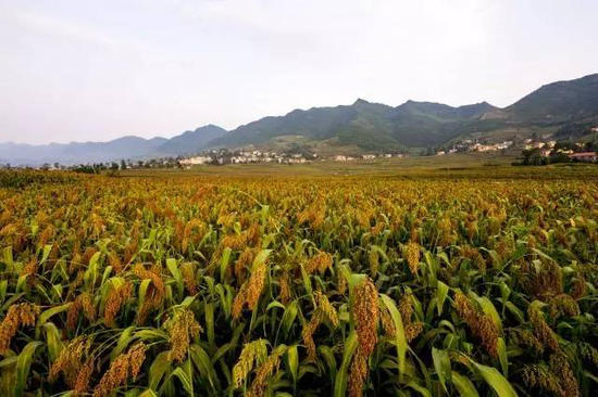 茅台镇万亩高粱基地