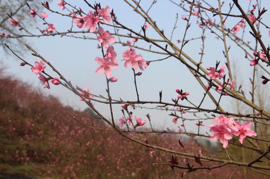 合川春季旅游节启幕 20项赏花摘果春游大餐等你来