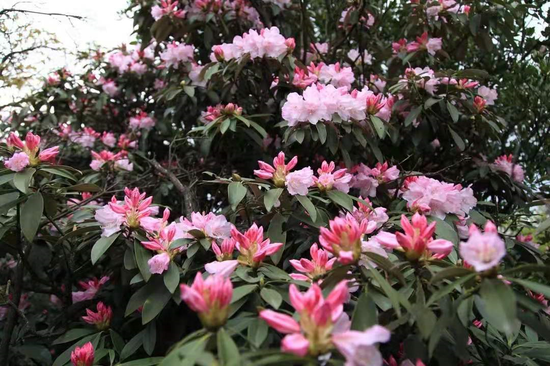 金佛山上杜鹃花开
