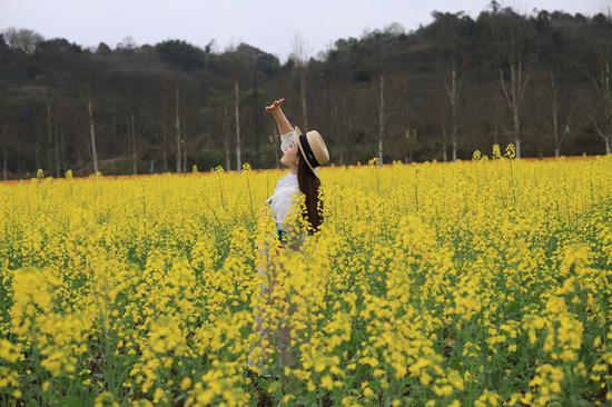 滿目金黃！重慶廣陽島大片油菜花盛開美如畫