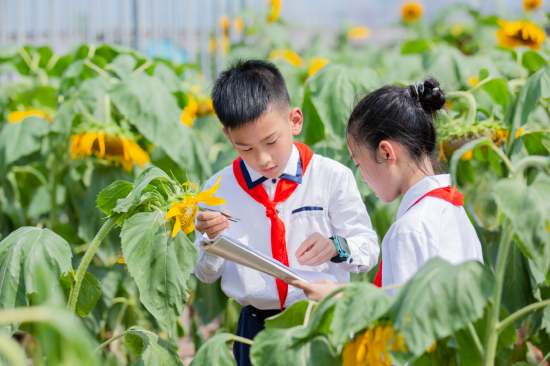 学生在向日葵花海中学习。(星湖学校供图)