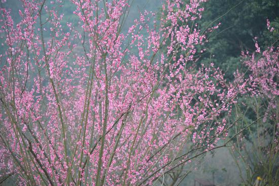 沙坪坝红梅盛开 游客花式打卡忙拍照