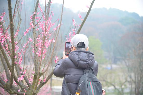 沙坪坝红梅盛开 游客花式打卡忙拍照