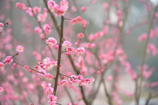 沙坪坝红梅盛开 游客花式打卡忙拍照
