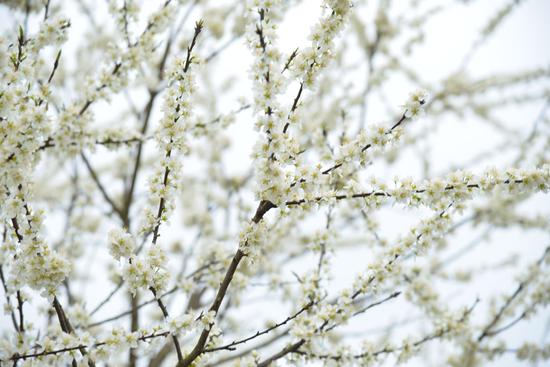 樱花粉李花白 油菜花开金黄惹人爱