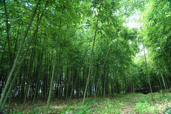 金佛山方竹林
