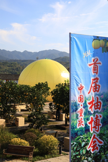 重庆梁平,一个巨型柚子充气装置陈列在龙滩村的中华•梁平柚海广场上。摄于11月2日,彭诗浩/摄