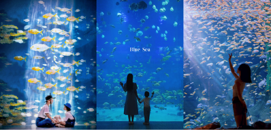 重庆（尧泰汉海）海洋公园及鲸豚湾水世界